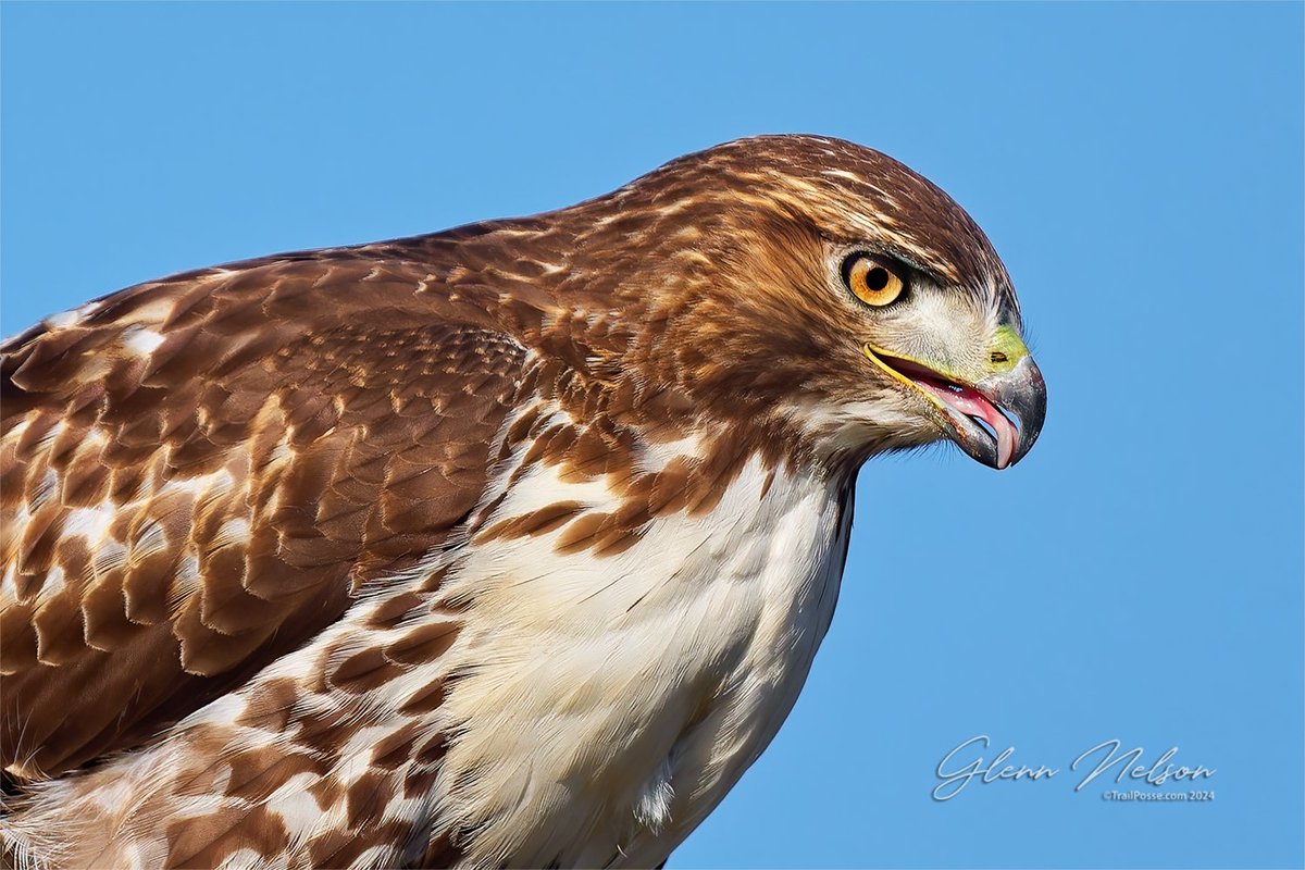 It's #WildlifeWednesday; don't get overheated.

𓅃: Red-tailed Hawk

#NikonNoFilter #diversifyoutdoors #outdoorsforall #outdoorsforeveryone #nikonphotography

📷: #NikonZ9, Nikkor Z 800mm f/6.3
800mm | 1/4000 | f/6.3