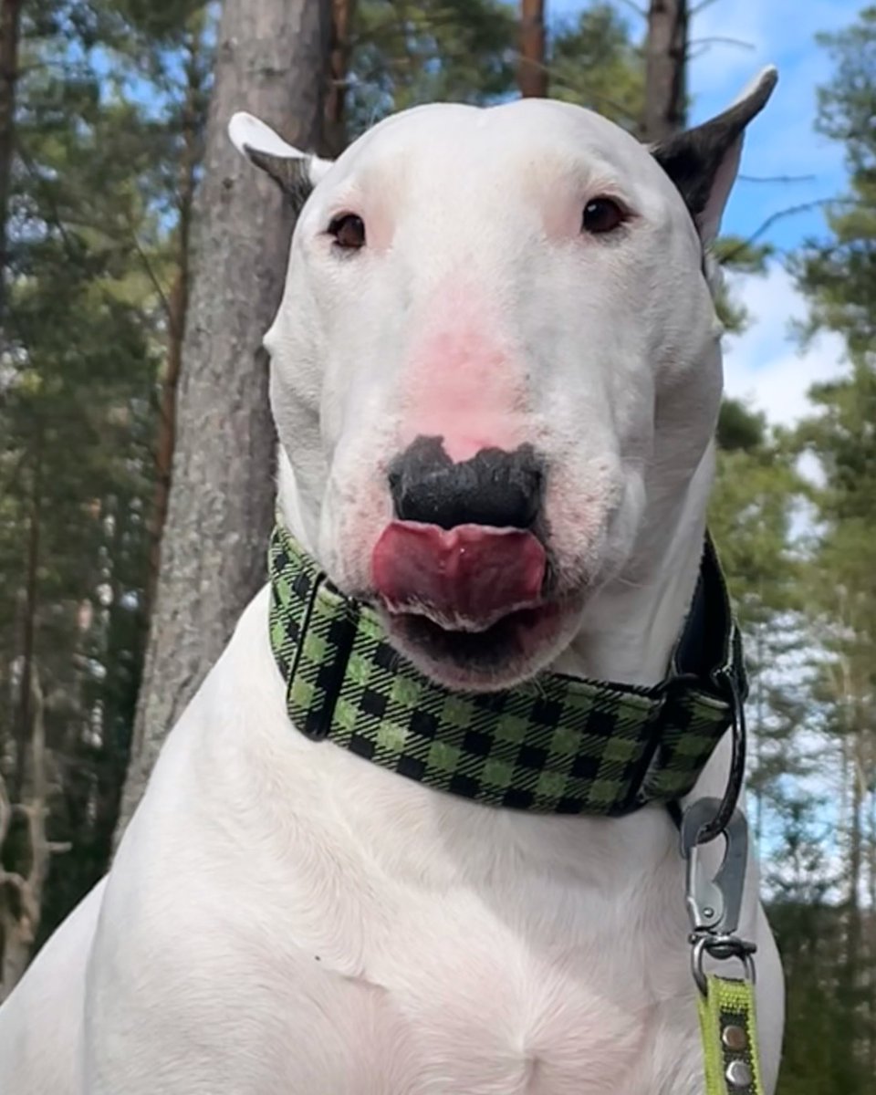 Life feels a bit better with sun ☀️ a dog 🐩 and gaming 🎮

#Xbox #Dog #Sun