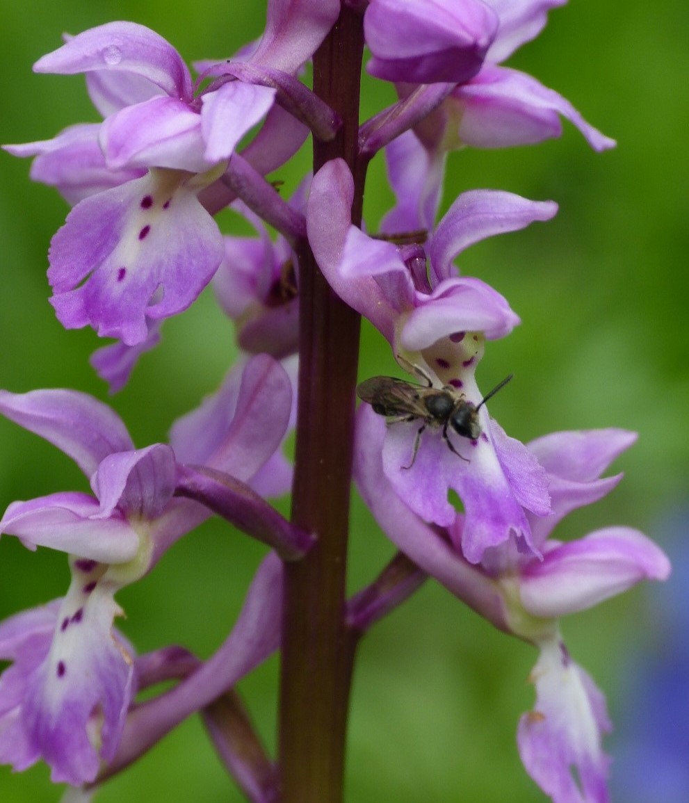 The local mid-Kent Early Purple Orchids have really moved on in the last few days ,with plenty more still to flower including 3 'Alba' specimens . found one sporting a single white floret ,and another with a tiny Bee present. @ukorchids