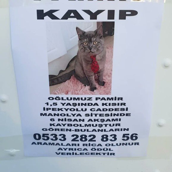 SAPANCA KAYIP KEDİ‼️
Manolya sitesinden kaçırıldığı düşünülen Pamir 1.5 yaşında erkek. Ailesi perişan durumda. Her yerde olabilir, bulana ödül var. Müracaat <a href="/Pasapasa8219/">🐾Paşa&Pamir🐾</a> 05332828356
Elden ele pati sever dostlar 🙏❤ 
Her yerde olabilir ‼️

<a href="/Pasapasa8219/">🐾Paşa&Pamir🐾</a>