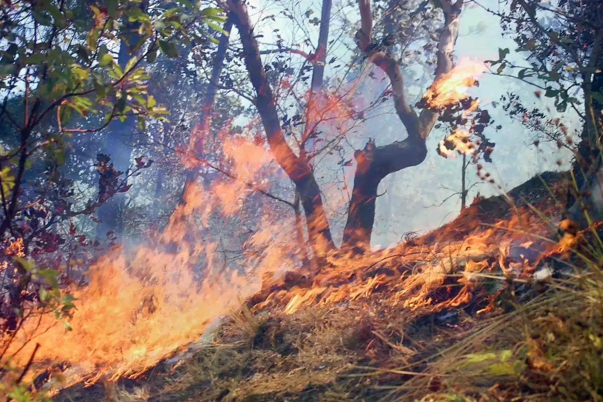 prensa_libre's tweet photo. El presidente Bernardo Arévalo declara estado de Calamidad por incendios forestales en Guatemala.

Lea más aquí: https://t.co/42FVJnF1c8 https://t.co/e95RhmYutA