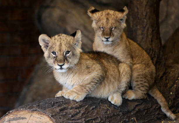 Two newborn lion cubs.