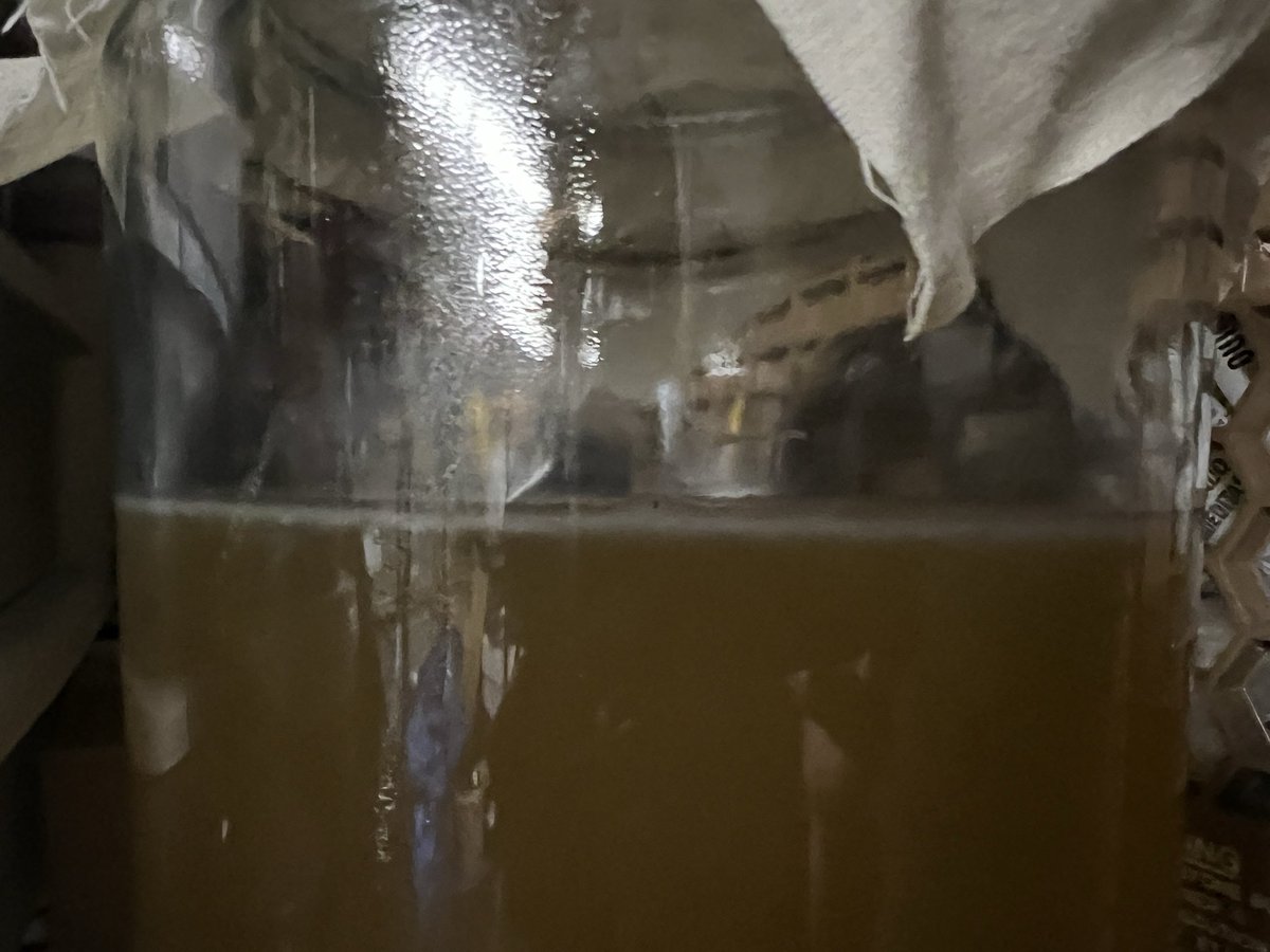 NoBuzzJoe's tweet image. We have a new pellicle!

Acidification is underway.

#kombucha #booch #yerbamate