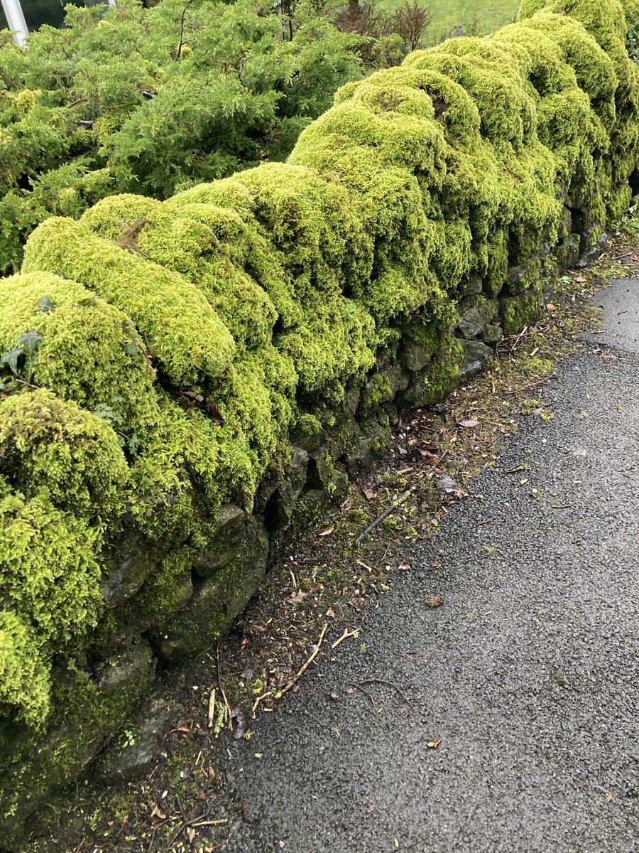 The moss here in #Buxton is extraordinary! Just look at the vibrancy of the colour
