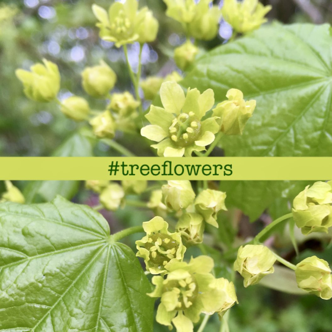 We are asking you to look up for this week’s challenge as trees have flowers that are both fascinating & beautiful! It’s easy to take part, find wild & naturalised trees in bloom & share your pics for #WildflowerHour this Sunday 8-9pm using the hashtag #TreeFlowers!🌳🌼