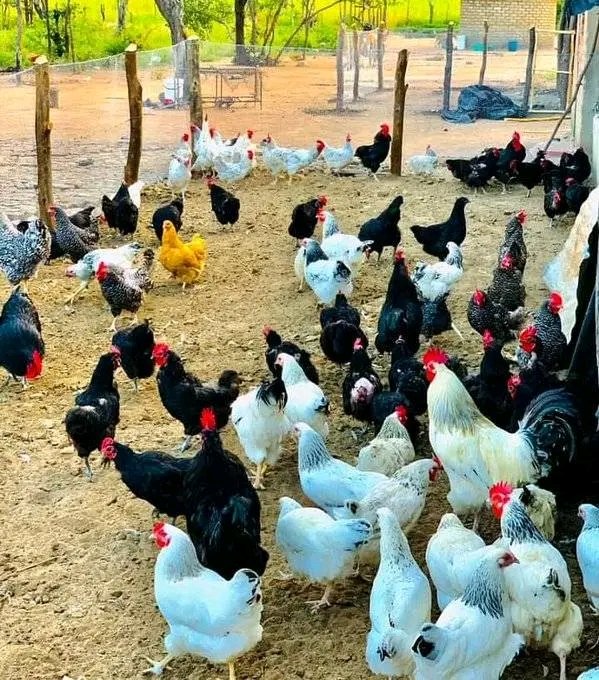 Here are a dozen things you need to consider as you embark on your new poultry farming journey. 

- Choosing the Right Poultry Breed. 
- Setting Up the Coop. 
- Nutritional Needs and Feeding. 
- Ensuring Proper Hygiene and Biosecurity. 
- Understanding Poultry Behavior and…