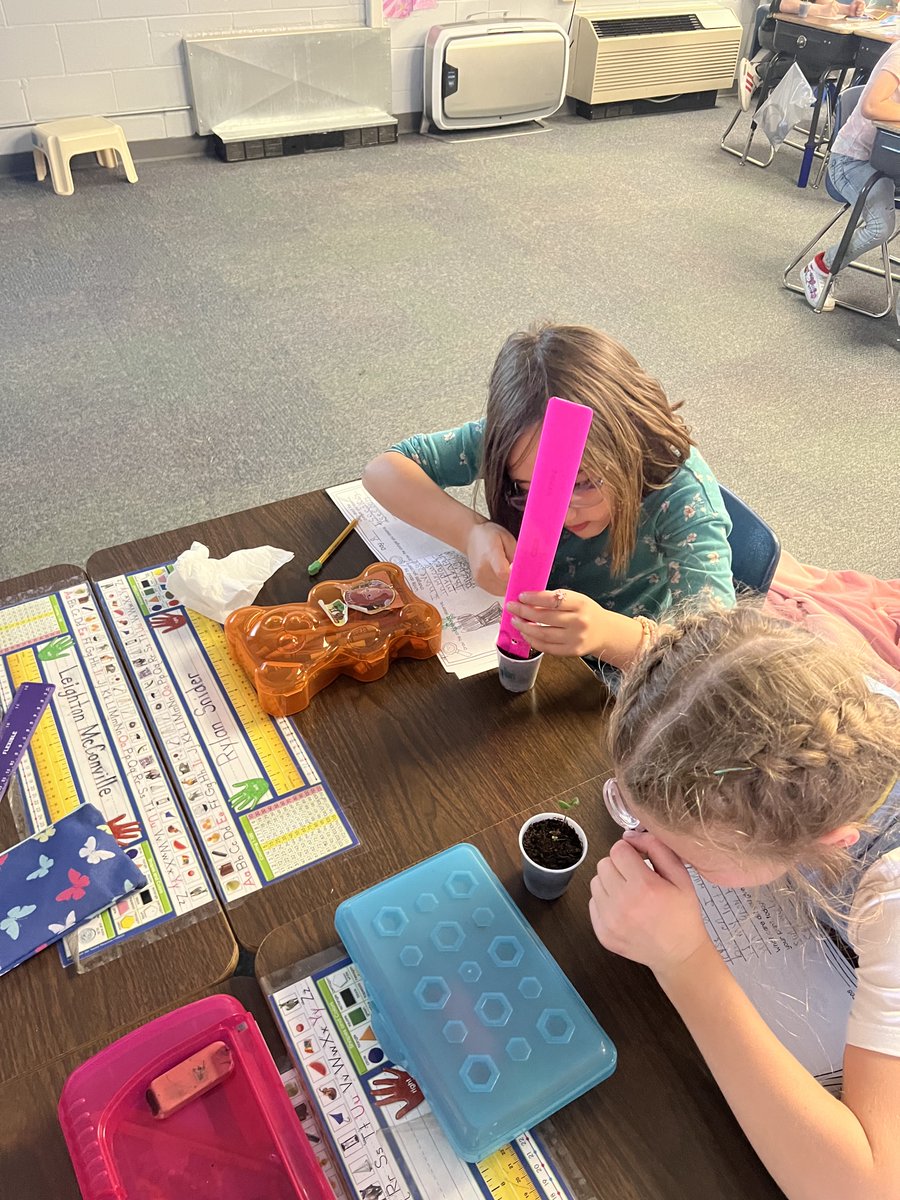 Second grade scientists studying and journaling about their Brassica plants.