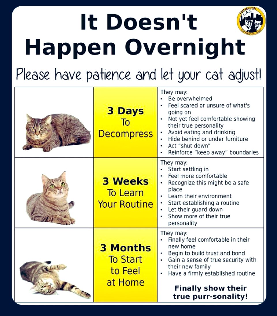 This was too good to not reshare! It was in response to a cat being returned to her rescue shelter just a day after being rehomed, the new owner couldn’t cope with the new cat hiding away, so please print these out and send them home with new owners who may need educating.