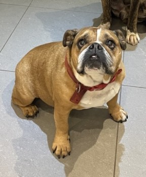 millypod1's tweet photo. π10 APR 2024 #Lost LEXI #ScanMe
OLDER Tan & White Bulldog Female
Gunpowder Park #WalthamAbbey #Essex #EN9 https://t.co/7216yVkyCr https://t.co/OH0tRrC39B