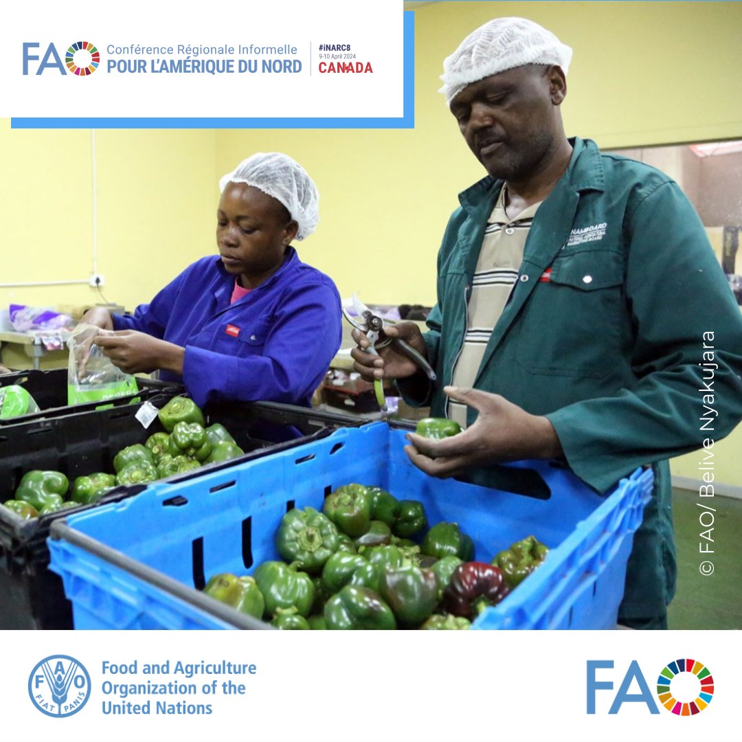 Autonomiser les femmes & investir dans l’#ÉgalitéDesGenres pour la sécurité alimentaire nécessitent des des alliances & actions fortes.

La @FAO, le Canada & les États-Unis collaborent pour promouvoir l'inclusion dans les systèmes alimentaires.

👉bit.ly/4aGH69a

#INARC8