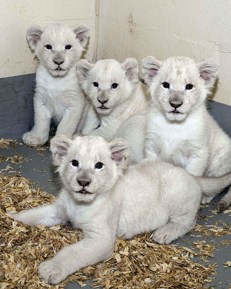 White Lion Cubs