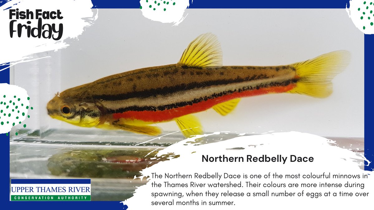 This Fish Fact Friday, enjoy the beautiful colours of the Northern Redbelly Dace!💛❤️It's one of the most colourful minnows in the watershed. During spawning, their colours become more intense and they release a small number of eggs at a time over several months in the summer.