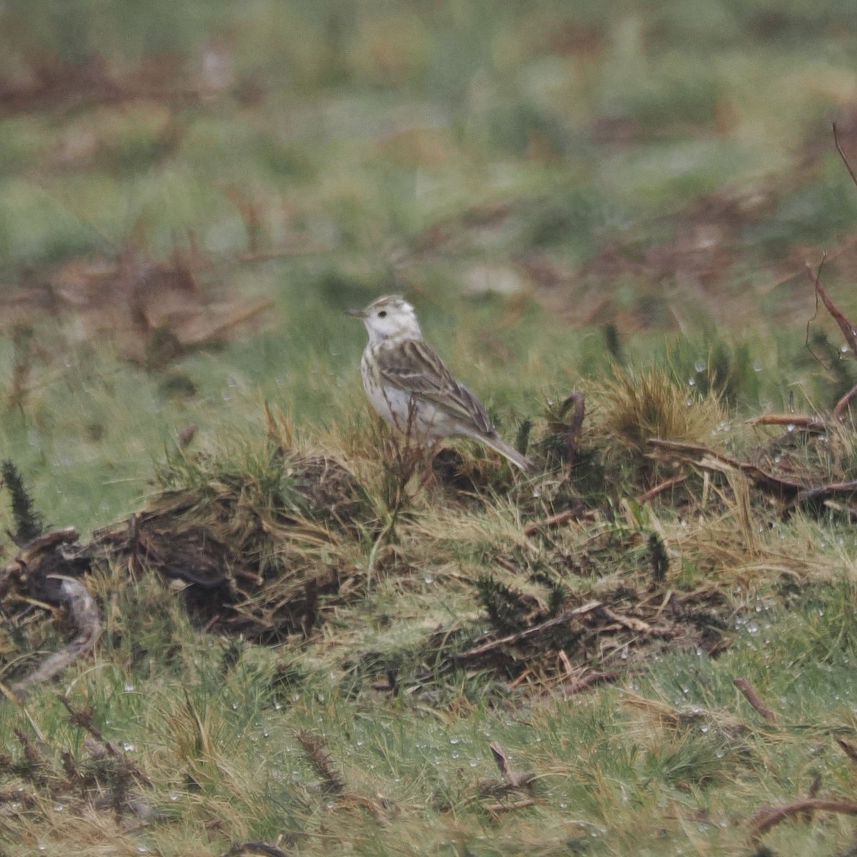 Today on the Quantocks : pied flycatcher and a sort of pied meadow pipit, with pigment alteration. @somersetbirds @quantockhills