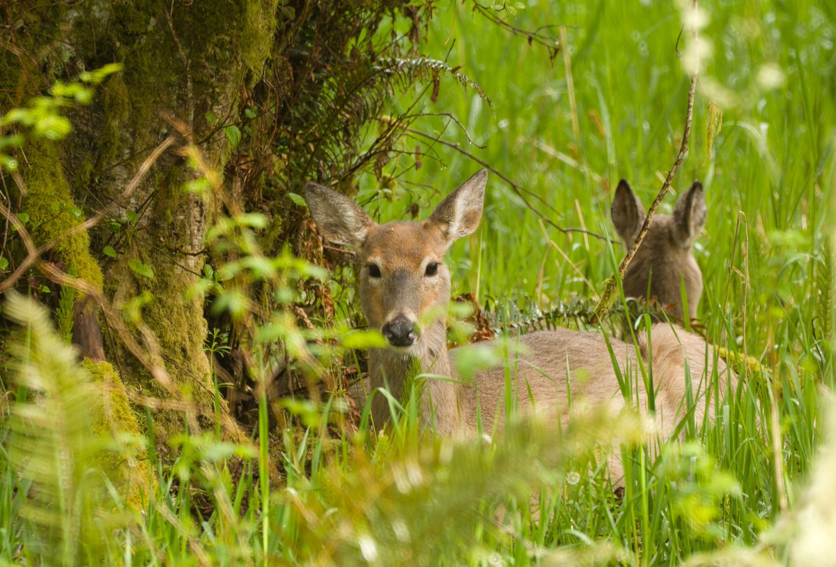 Portrait mode! Columbian white-tailed deer pause amid the bright spring growth in southwest Washington, along the lower Columbia River. USFWS photo: Jake Bonello