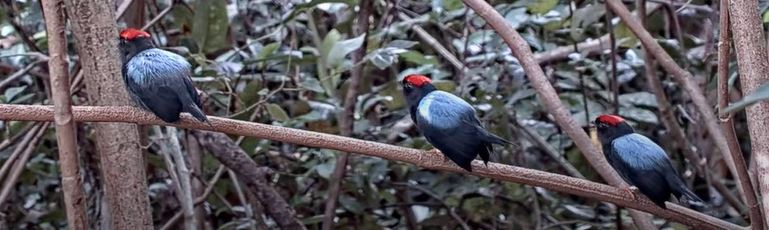 Dr. Emily H. DuVal (@emilyhduval) on Twitter photo Watching the <a href="/ManakinCam/">Lance-tailed Manakin Cam</a> from my office makes me feel like an overinvested coach stuck on the sidelines. "You in the middle, YWmF, get your team together! Sing in the trees, dance on the perch! It's called a DUET, guys! And on the left, did you JUST take a BATH?! Get serious!" Watching the <a href="/ManakinCam/">Lance-tailed Manakin Cam</a> from my office makes me feel like an overinvested coach stuck on the sidelines. "You in the middle, YWmF, get your team together! Sing in the trees, dance on the perch! It's called a DUET, guys! And on the left, did you JUST take a BATH?! Get serious!"