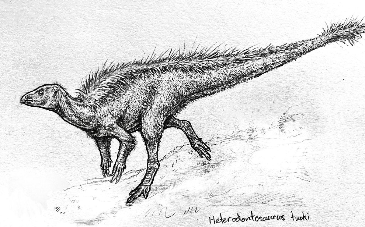 Heterodontosaurus tucki