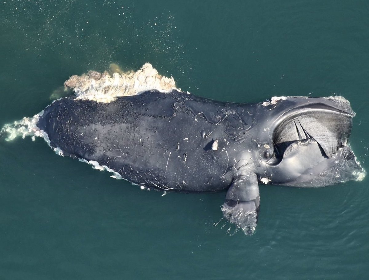 UPDATE! Endangered Right Whale Found Dead Off Virginia’s Coast Died From A Vessel Strike 💔🐋

🚨TAKE ACTION & READ MORE: 🌍👉 worldanimalnews.com/endangered-rig…

#whales #wildlife #ocean #animals #endangeredspecies #rightwhales