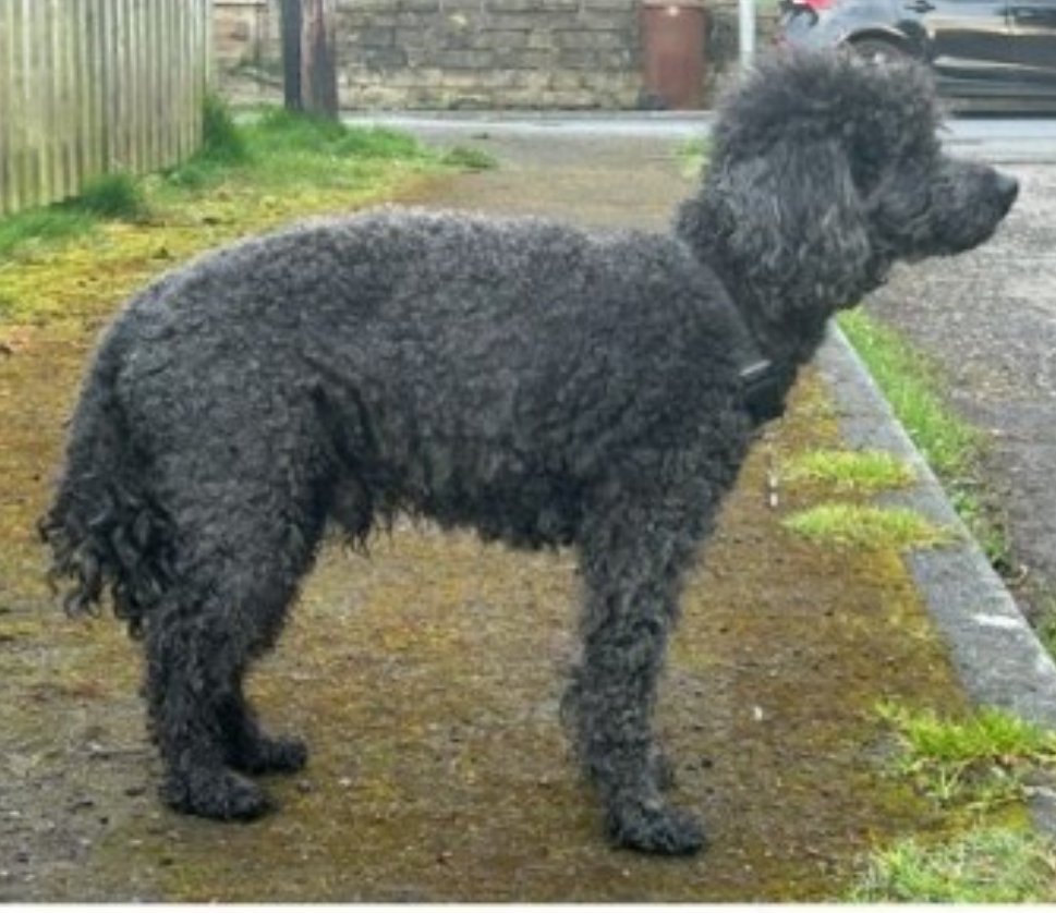 #SpanielHour Poodle cross #Found 10 Apr 2024 #Huddersfield West #Yorkshire HD5 Kirklees Council dog wardens - 01484 502 216 between 8am and 10pm lostandfound@cliffekirklees.co.uk doglost.co.uk/dog-blog.php?d…