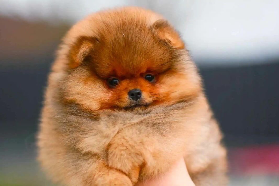 pomqueens's tweet photo. 🔵Dit is Undine. Een super lief, ondeugend en aanhankelijk mannetje.
-
-
-
#pomeranian #puppylove #cutedogs #goodnight #puppyoftheday #pictureoftheday #pic #walk #fun #pomqueens #fyp #photoshoot #love #puppy #puppies #puppyoftheday #pomeranians #pomeranianpuppy #pomeranianworld https://t.co/mUulF3XtAb