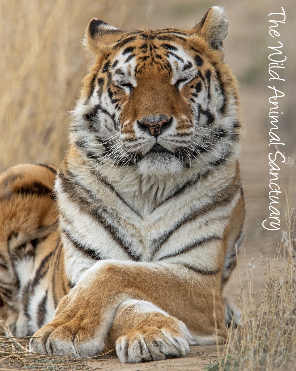 Picture Of The Day!
Location: The Wild Animal Sanctuary, Keenesburg, CO.
Gracie the tiger is a picture of contentment.  Yet, even in this state of ease, her ears swivel, constantly monitoring her environment.
#TheWildAnimalSanctuary #wildanimalsanctuary #Colorado #rescuedTiger