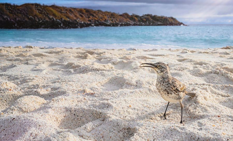 Too Curious Galapagos Mockingbird! buff.ly/48Ar4wc #mockingbird #galapagos #espanola #beach #ocean #endemic #Travel #travelphotography #AYearForArt #BuyIntoArt #giftideas #TheArtDistrict #SpringIntoArt @joancarroll