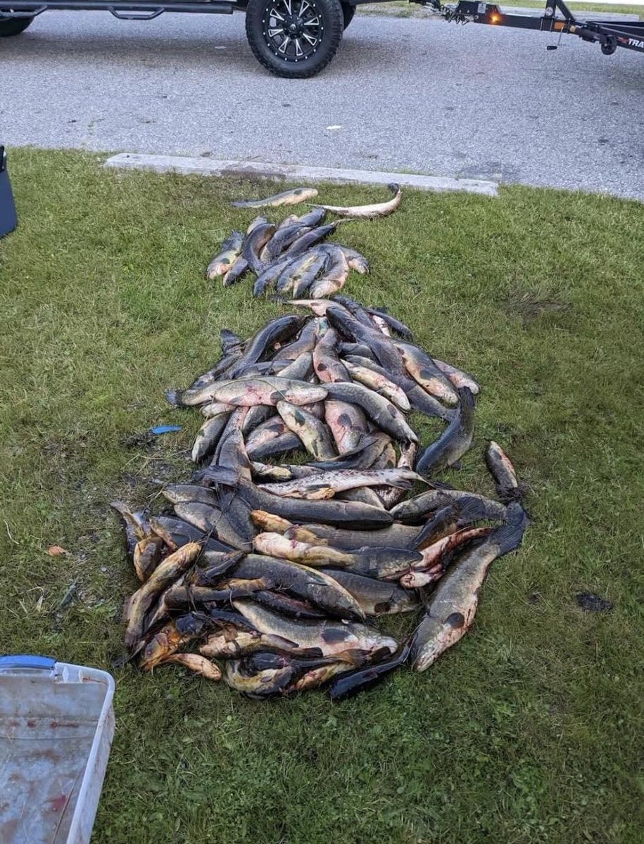 Until we protect our native species with harvest limits, these sorts of trash events will continue. This is in Michigan; no limit on “rough fish” shooting (take all the invasive carp you want, but most of these are native fish). BUT the dead fish go to wildlife rehab! SMH.