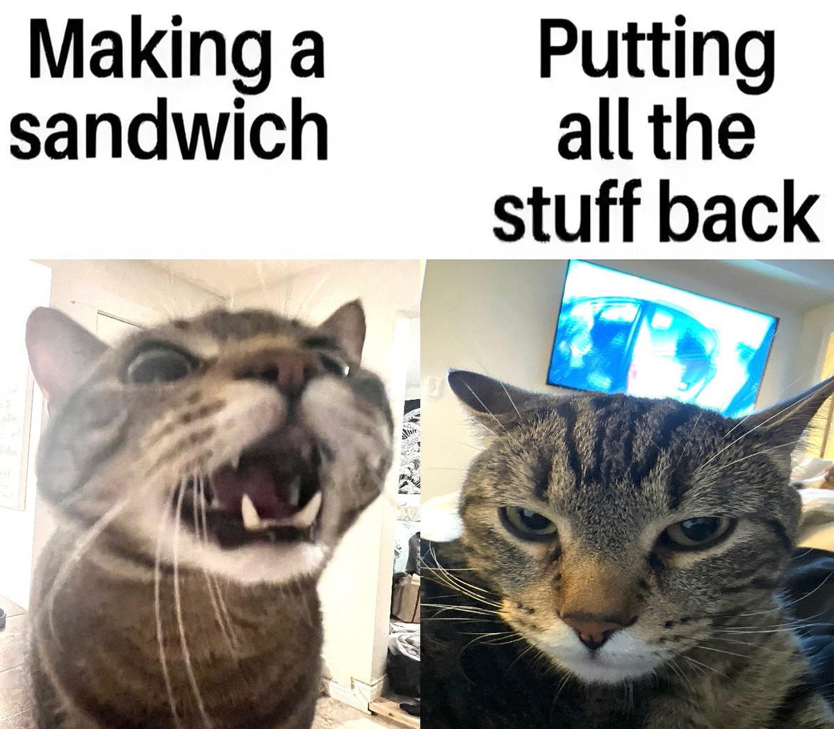 PunchingCat's tweet photo. https://t.co/5AQLObCAzP