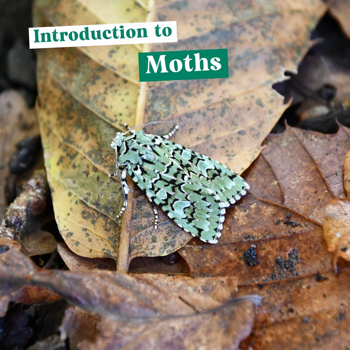 Coming up in May 🦋 🔍 Habitat Surveying: An Introduction 🐸 Working with Natterjack Toads 🌸 Wildflowers: An Introduction to Botanical Skills 🦋 Introduction to Moth Trapping These are just some of the courses coming up in May - view all: ow.ly/N1wk50RcaTR
