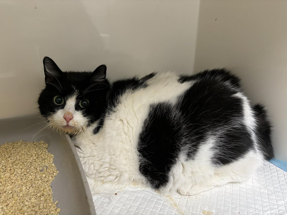 Nikt nie chce pomóc, a chora Idylla pilnie potrzebuje pomocy 💔 

ratujemyzwierzaki.pl/idylka-felineus