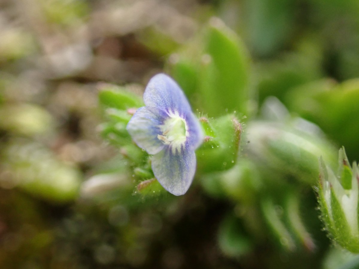 6 Speedwell Species in the Brecks this week for #wildflowerhour Breckland, Spring, Wall, Fingered, ivy leaved and Common Field with @jewels_andrew