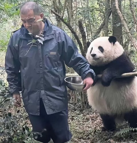 pannchoa's tweet photo. Knets' hearts break after knowing about China's #1 panda Hua Hua's past
https://t.co/xwvbUCwWlw https://t.co/0A6xPiNYBm