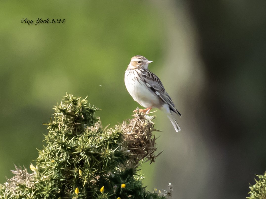 Woodlark on Westleton Heath today. 10.04.2024.