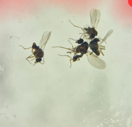 🧐Do you know which is the smallest haematophagous dipteran in Europe? Yes, it is a Culicoides species, but which one? 🦟Culicoides minutissimus, Seville (South Spain), 2023 See small dot in the following picture: 0.8 mm body size! Unknown feeding preferences! #Culicoides