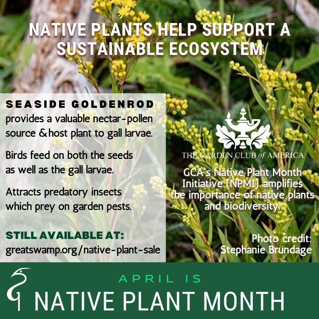 🌿 It’s #NativePlantMonth 2024! Thanks @theGCAmerica for raising awareness! Let’s go pesticide-free in our yards to support native plants and pollinators. 🐝 #GSWAPlantSale ends Apr 19 @ 5 PM.