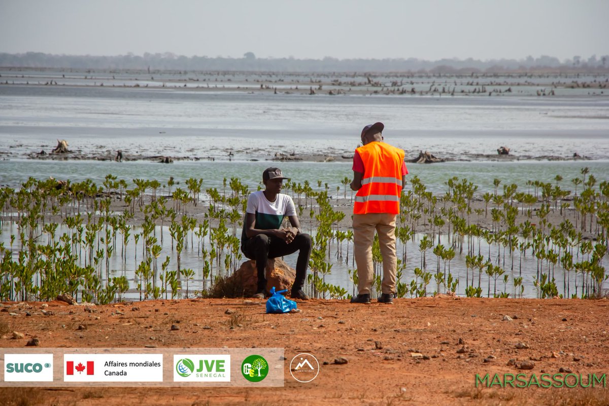 Incroyable nouvelle ! 🌱🌿 Le #PROJETACFAO a permis de réussir la reforestation de 9,21Ha de mangrove malgré des défis majeurs tels que la salinité très élevée, la pluviométrie faible et des facteurs anthropiques intensifs dans les zones de Sédhiou, Goudomp et Marsassoum. 🌱🌿