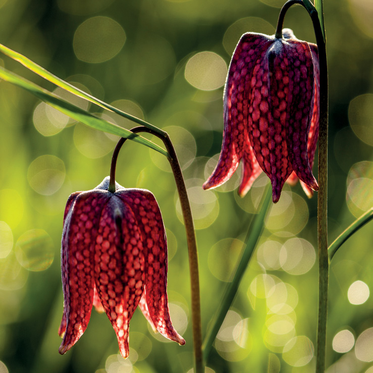 Cricklade North meadow is an old hay meadow which is now part of the National Nature Reserve and a Site of Special Scientific Interest. It is most famous for it snakes head fritillaries... meadowinmygarden.co.uk/collections/gr…