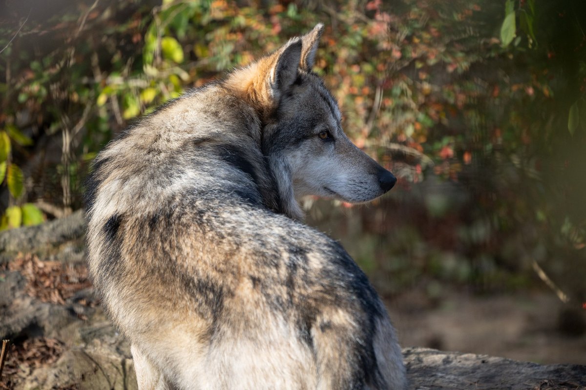 Join us at Zoofari on June 22 to support Mexican wolves and their habitat updates! As the most endangered subspecies of gray wolf in North America, they play a crucial role, and your support makes a difference! Get tickets at columbuszoo.org/zoofari