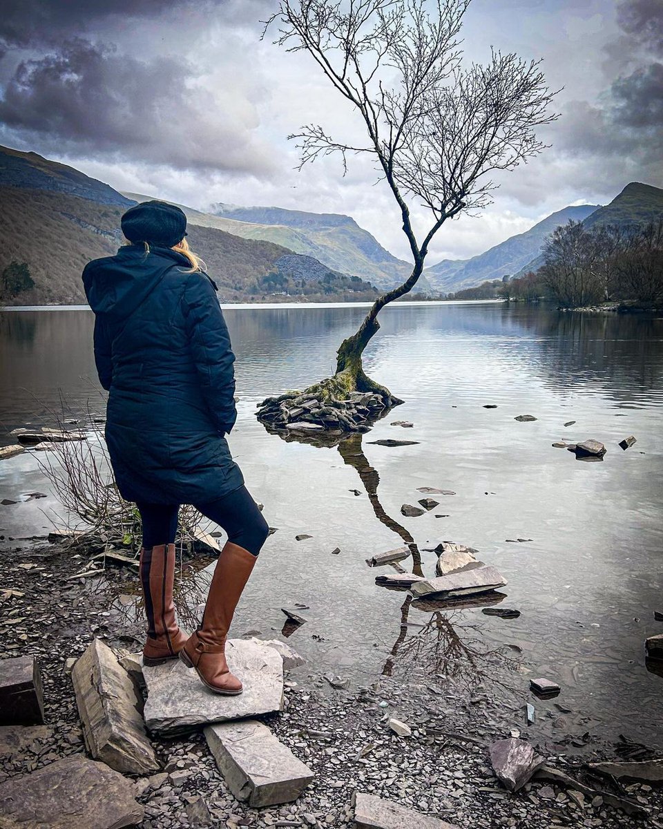 🌳 Calling all adventurers! Have you been to the Lonely Tree in Llanberis, North Wales? 📍 Llanberis, North Wales. 📸: @lady_claireh #visitwales #visitbritain