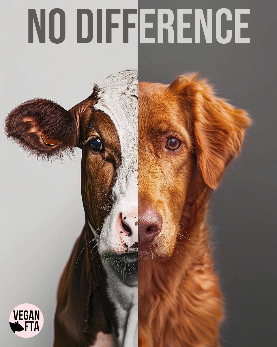 Do YOU see a difference? 🐮🐶 ALL animals are worthy of a safe, loving and fulfilling life. 💚 👉 Show your support for animals by signing our featured petitions of the month: veganfta.com/take-action #speciesism #dog #cow #animals #vegan #govegan