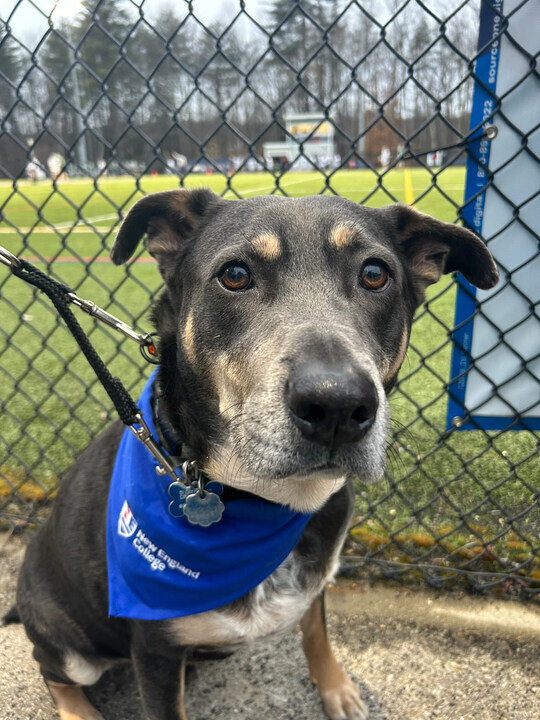 Bentley says 'Happy NEC Spirit Wednesday everyone!' 🐶🥳 He loves watching games at New England College and hanging out with his mom Brianna, who is a nursing student here on campus! 👩‍⚕️ @nec_athletics #GoGrims #NewEngCollege #CollegeDog #CollegeSpirit #CollegeLife