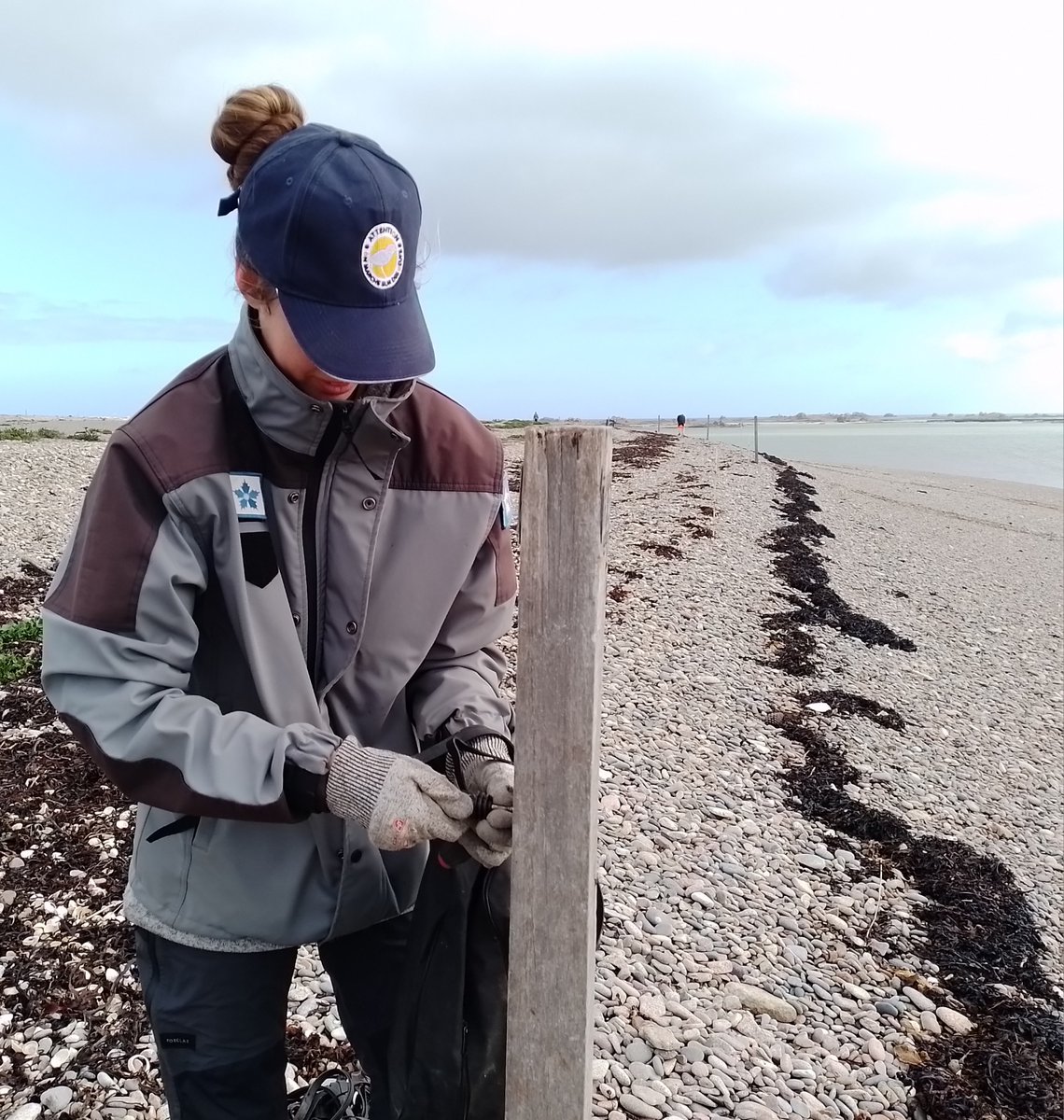 ⚠️Attention, on marche sur des œufs !🐣 Lancement de l’opération de préservation de la #biodiversité sur l’ensemble du #littoral ➡️ La plage est également l’habitat fragile d'espèces protégées qui s’y reproduisent. Regardez où vous mettez les pieds !👉conservatoire-du-littoral.fr/actualite/477/…