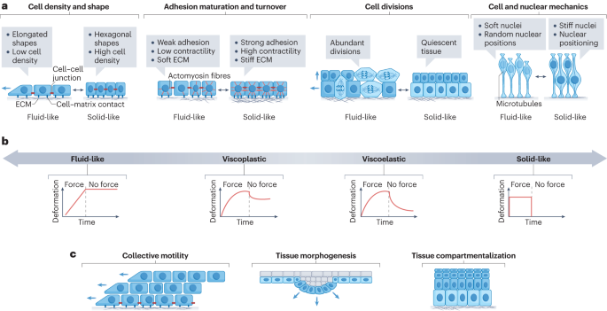 Now Online Mechanical state transitions in the regulation of tissue form and function dlvr.it/T5KwNP