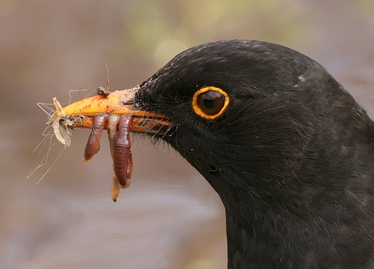 Someone has their work cut out! An industrious male Blackbird with a beak full of dinner for his family. Photo by Jessica Crumpton. #XNatureCommunity #Birds