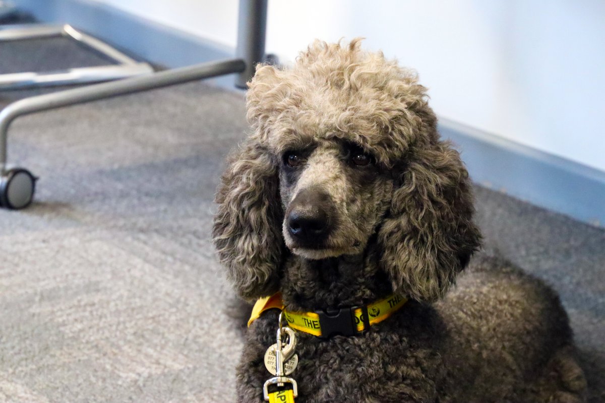 For #StressAwarenessMonth the NCA welcomed Poppy and Rafa from @TherapyDogsUK, promoting positive mental health and wellbeing by encouraging our officers to take a break from their desks. We're looking forward to welcoming them back to more of our offices throughout the month!