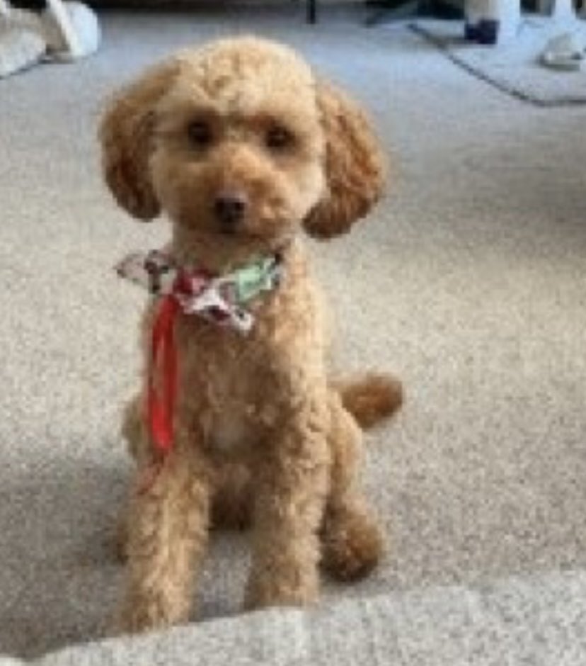 #SpanielHour ALBIE missing #Netherton #Huddersfield #HD4 4/4/24 Owners concerned 🙁 Male/young adult #Cockapoo Chipped doglost.co.uk/dog-blog.php?d… @JacquiSaid @thedogfinder @juliagarland73 @alid2912 @RachaelB100 @Netherton_FGF @nethertonhall @ExaminerHTAFC @BryantDjbryant