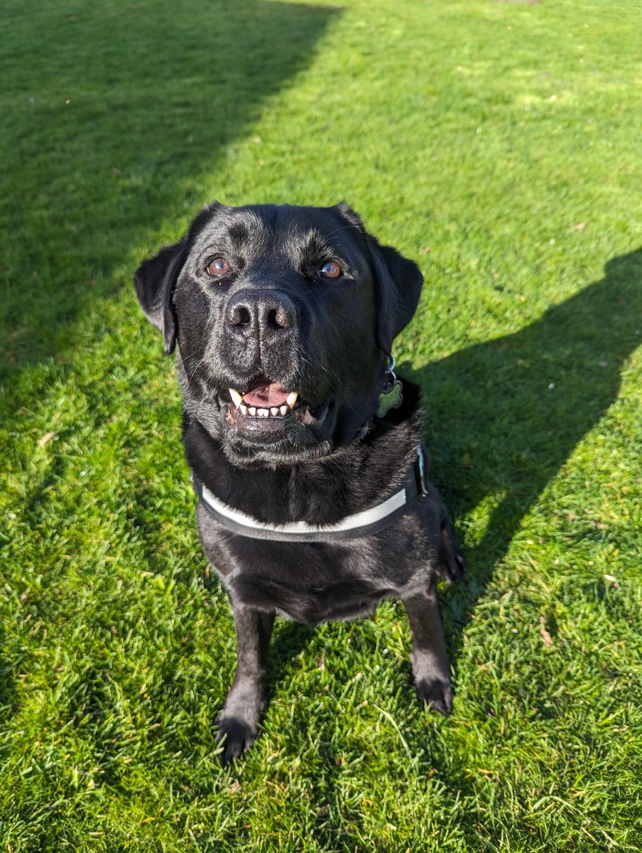 Hey pals! Thank you all for the wonderful birthday messages! I had THE best day, full of treats, toys &amp; excellent noms! Plus I got to play a little bit of catchy catchy tennis ball! I really should have birthdays more often! 🐾🐾