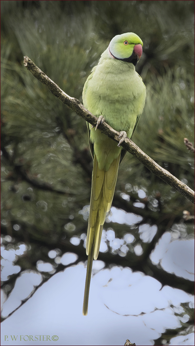 Male Rosy ringed- necked parakeet from Ropenar Park . @teesbirds1 @WhitbyNats @clevelandbirds @teeswildlife @DurhamBirdClub @TeesmouthNNR @RSPBSaltholme @YWT_North @YorksWildlife @NTBirdClub @WildlifeMag #Paraketts @BBCSpringwatch @WildlifeMag