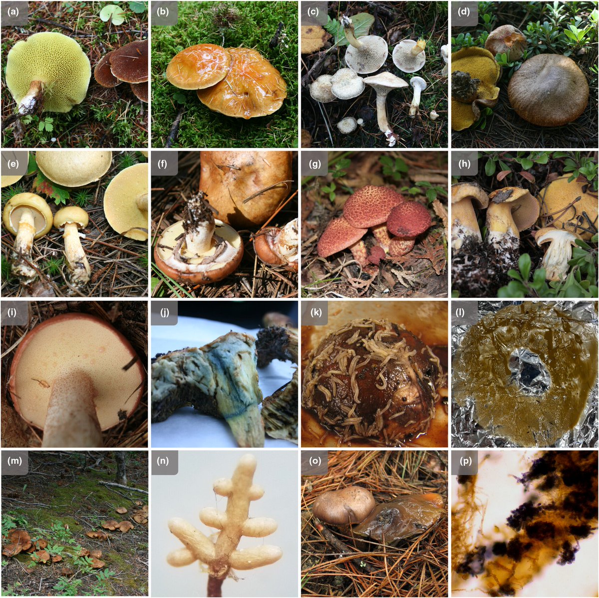 Suillus: an emerging model for the study of ectomycorrhizal ecology and evolution - Lofgren - New Phytologist - Wiley Online Library nph.onlinelibrary.wiley.com/doi/10.1111/np…