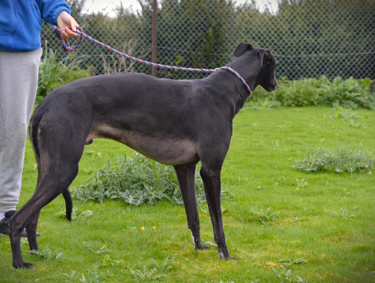 RetGreys_Cbury's tweet photo. Jet black boy who has a cheeky side looking for threats when being photographed he has an easy going nature but  is inquisitive as to what's going on around him
Please call the kennels team on 07783 367032 email info@retiredgreyhoundscanterbury.co.uk
#TeamZay @centralparkdogs https://t.co/VCaSqT2t01