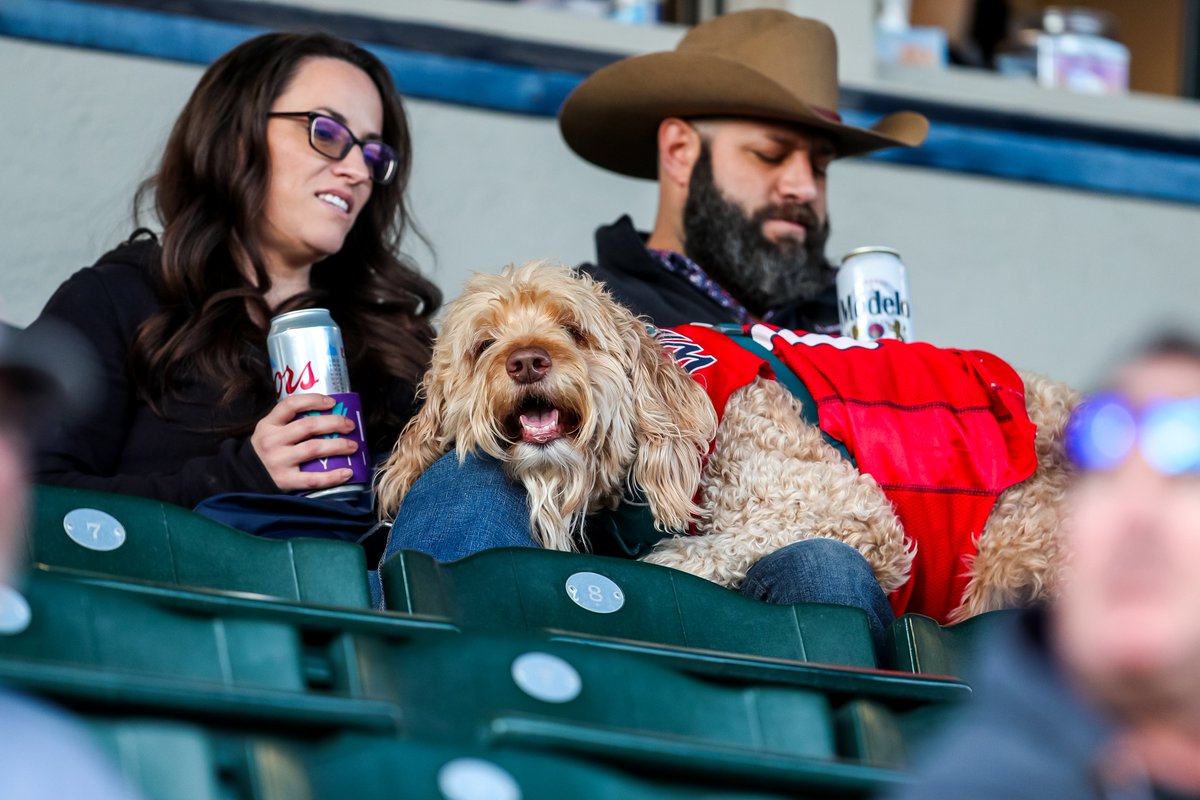 🐶 Who let the dogs out?! We did, this Furiday at Hi Corbett! First 200 dog owners receive a special Arizona Dog Toy! 🎟️ azcats.co/BSBtix